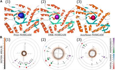 Targeting N-Terminal Human Maltase-Glucoamylase to Unravel Possible Inhibitors Using Molecular Docking, Molecular Dynamics Simulations, and Adaptive Steered Molecular Dynamics Simulations